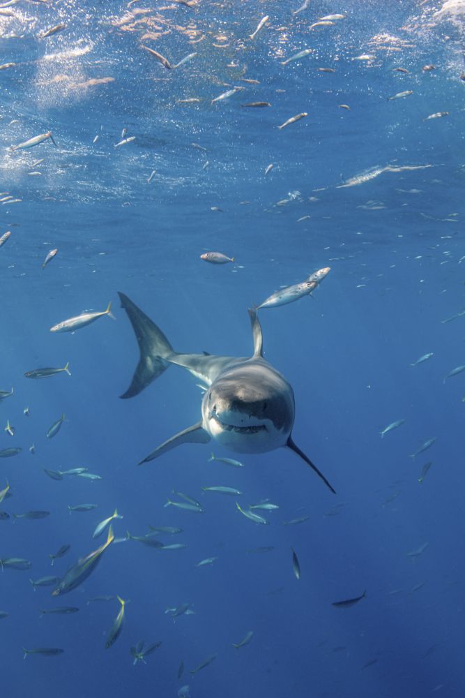 Great White Shark at Guadalupe Island Poster Print by Brook Peterson