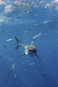 Great White Shark at Guadalupe Island Poster Print by Brook Peterson