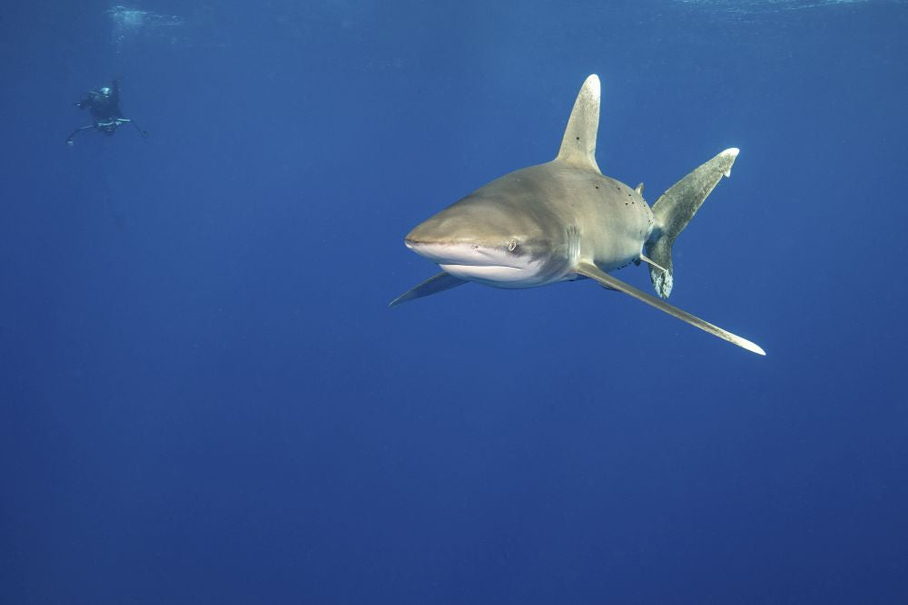 A captivating poster print featuring a shark and diver swimming together in the Red Sea.