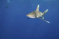 A captivating poster print featuring a shark and diver swimming together in the Red Sea.