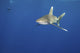 A captivating poster print featuring a shark and diver swimming together in the Red Sea.