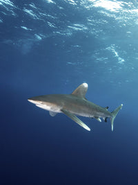 Whitetip reef shark swimming in the blue ocean - Art Print