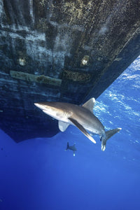 Sharks circling under a boat in the Red Sea poster print by Brook Peterson.