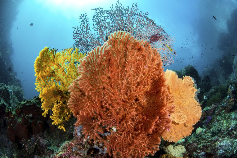 Different colored sea fans in Raja Ampat, Indonesia poster print by Brook Peterson.