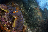 Clownfish family in an anemone surrounded by glass fish poster print