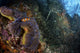 Clownfish family in an anemone surrounded by glass fish poster print