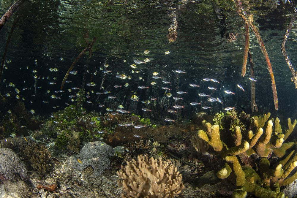 Under the Mangrove Roots Poster Print featuring small fish in Raja Ampat, Indonesia.