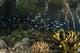 Under the Mangrove Roots Poster Print featuring small fish in Raja Ampat, Indonesia.