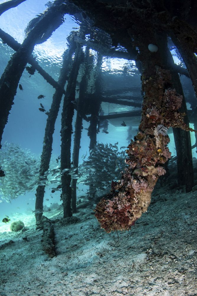 Scats swimming under a fisherman's jetty, Raja Ampat Indonesia poster print.