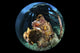Lionfish Under the Pier, Raja Ampat, Indonesia Poster Print by Brook Peterson