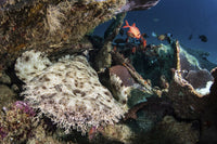Wobbegong shark resting under coral bommie poster print by Brook Peterson.