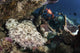 Wobbegong shark resting under coral bommie poster print by Brook Peterson.
