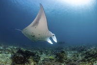 Manta Ray Swimming Over Coral Reef Art Print