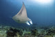Manta Ray Swimming Over Coral Reef Art Print