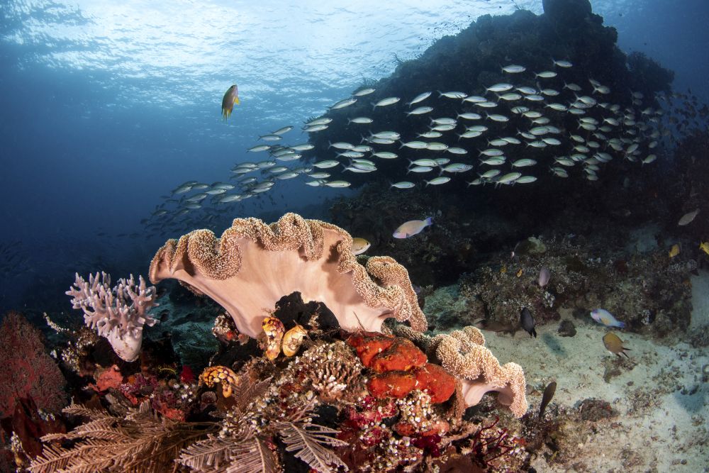A school of fish swimming over a coral reef in Raja Ampat, Indonesia poster print.