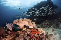 A school of fish swimming over a coral reef in Raja Ampat, Indonesia poster print.