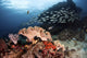 A school of fish swimming over a coral reef in Raja Ampat, Indonesia poster print.
