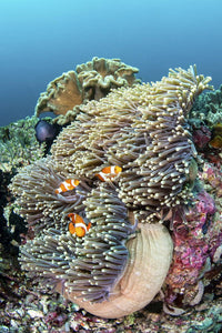 Trio of clownfish seeking shelter in an anemone poster print