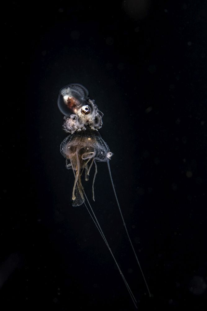 A paper nautilus riding on a jellyfish in the ocean at night.