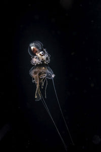 A paper nautilus riding on a jellyfish in the ocean at night.