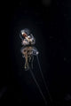A paper nautilus riding on a jellyfish in the ocean at night.