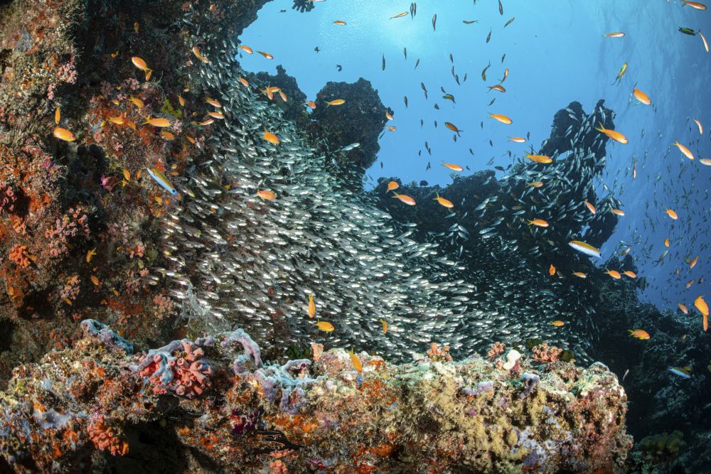 School of glass fish gathering against a colorful coral reef in the Maldives.