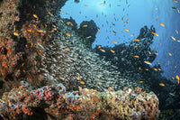 School of glass fish gathering against a colorful coral reef in the Maldives.