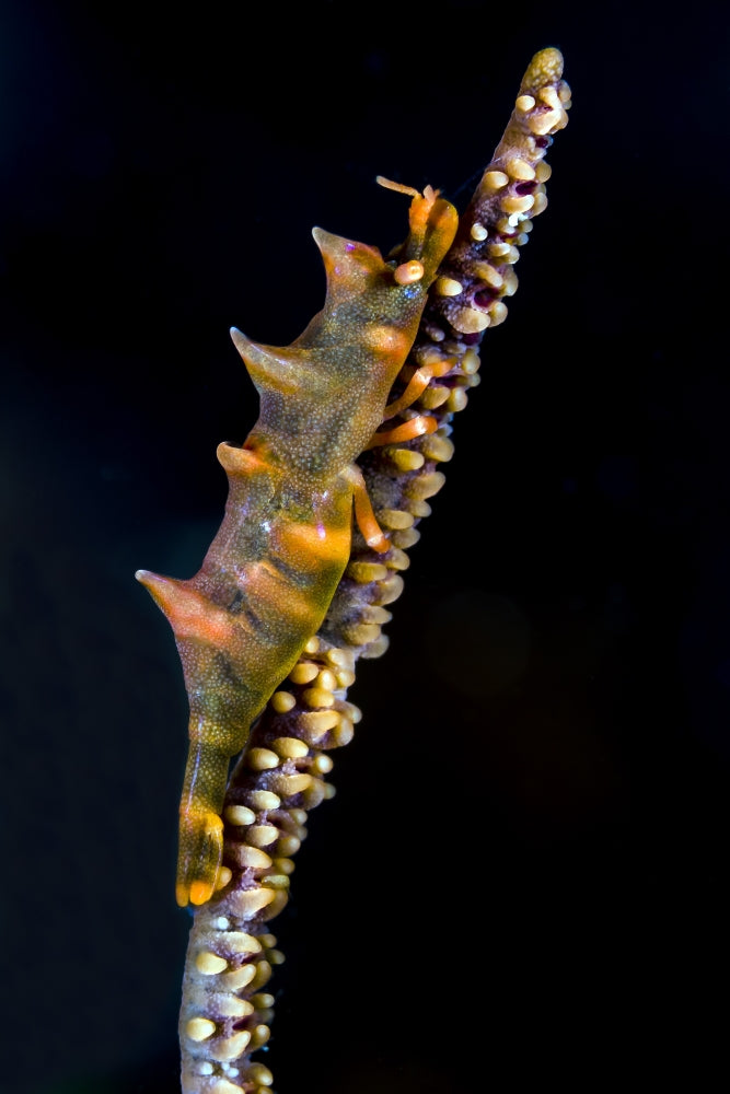 Dragon shrimp on whip coral underwater poster print by Bruce Shafer