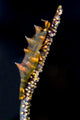 Dragon shrimp on whip coral underwater poster print by Bruce Shafer