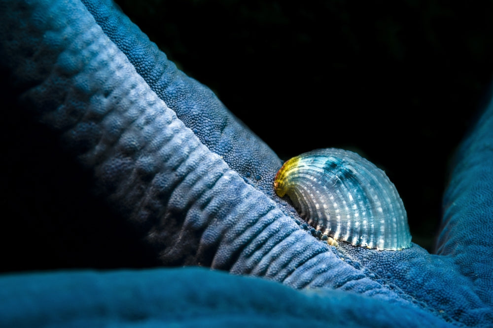Parasitic Crystalline Sea Star Snail Poster Print by Bruce Shafer