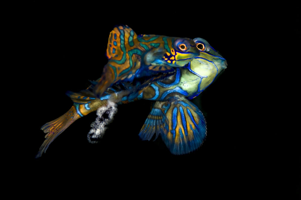 Mating mandarinfish with eggs underwater art print by Bruce Shafer.