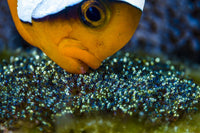 Anemonefish with eggs in Cebu, Philippines - Poster Print by Bruce Shafer