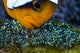 Anemonefish with eggs in Cebu, Philippines - Poster Print by Bruce Shafer
