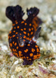 Undescribed Nembrotha Nudibranch Poster Print by Bruce Shafer