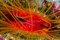 Disco Clam (Ctenoides ales) Poster Print - Vibrant marine life art by Bruce Shafer.
