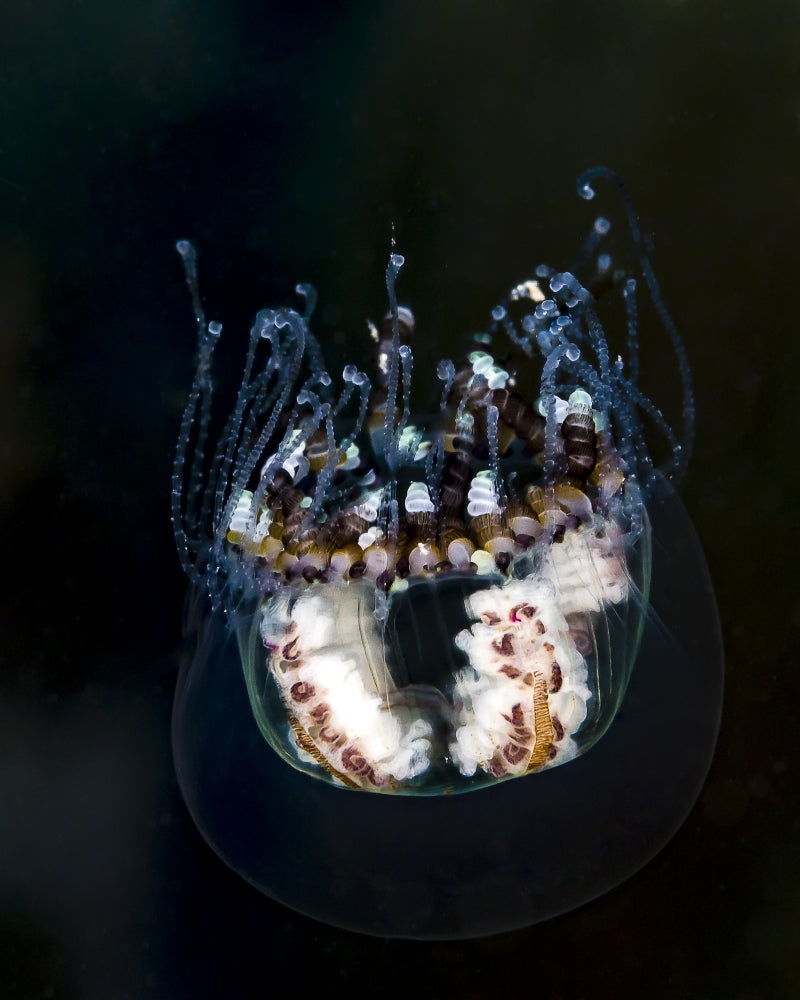 Jellyfish in the Bohol Sea Poster Print by Bruce Shafer