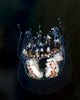 Jellyfish in the Bohol Sea Poster Print by Bruce Shafer