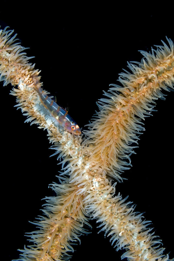 Goby on Whip Coral poster print showcasing vibrant marine life.