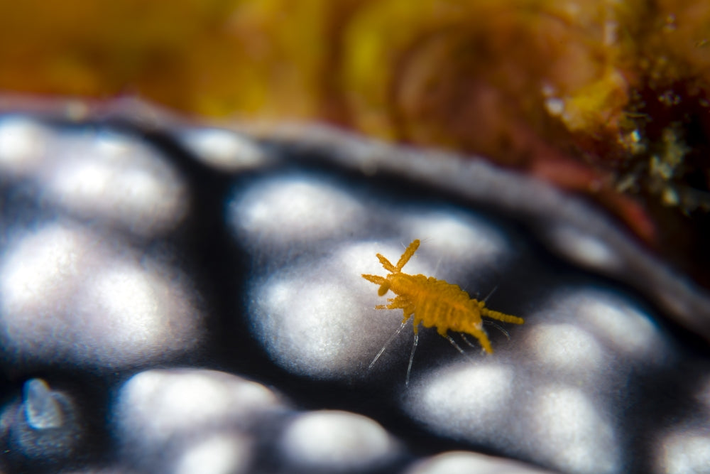 Sponge Isopod on Nudibranch art print by Bruce Shafer, showcasing marine life.
