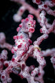 Bargibant's pygmy seahorse poster print by Bruce Shafer, vibrant marine life art.
