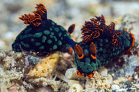 Mating Kubaryana's Nembrotha Nudibranch Poster Print by Bruce Shafer