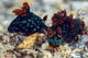 Mating Kubaryana's Nembrotha Nudibranch Poster Print by Bruce Shafer