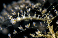 Doto Nudibranch Poster Print showcasing vibrant marine life by Bruce Shafer.