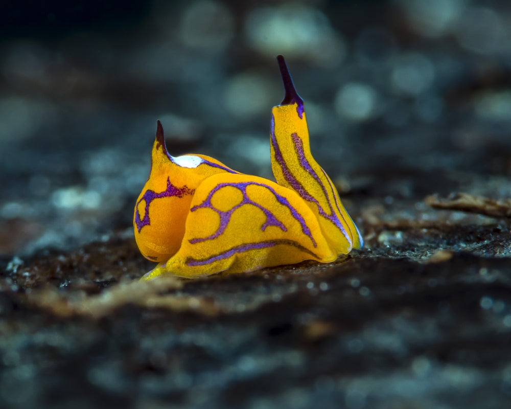 Tiny Siphopteron Tigrinum Headshield Slug Poster Print by Bruce Shafer