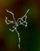 Free Swimming Sea Spider Poster Print showcasing intricate details and vibrant colors.