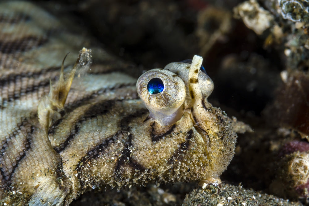 Eyes of a Common Sole Flatfish poster print depicting marine life.