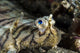 Eyes of a Common Sole Flatfish poster print depicting marine life.
