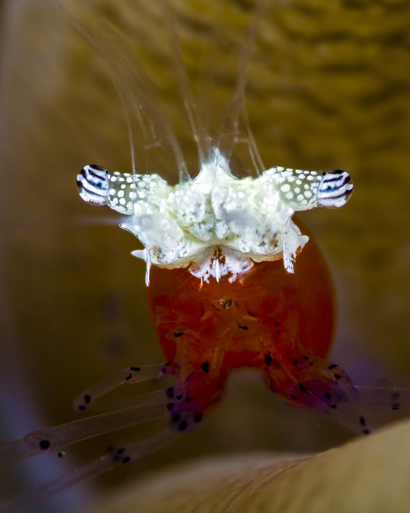 Mushroom Coral Shrimp Poster Print by Bruce Shafer showcasing vibrant marine life.