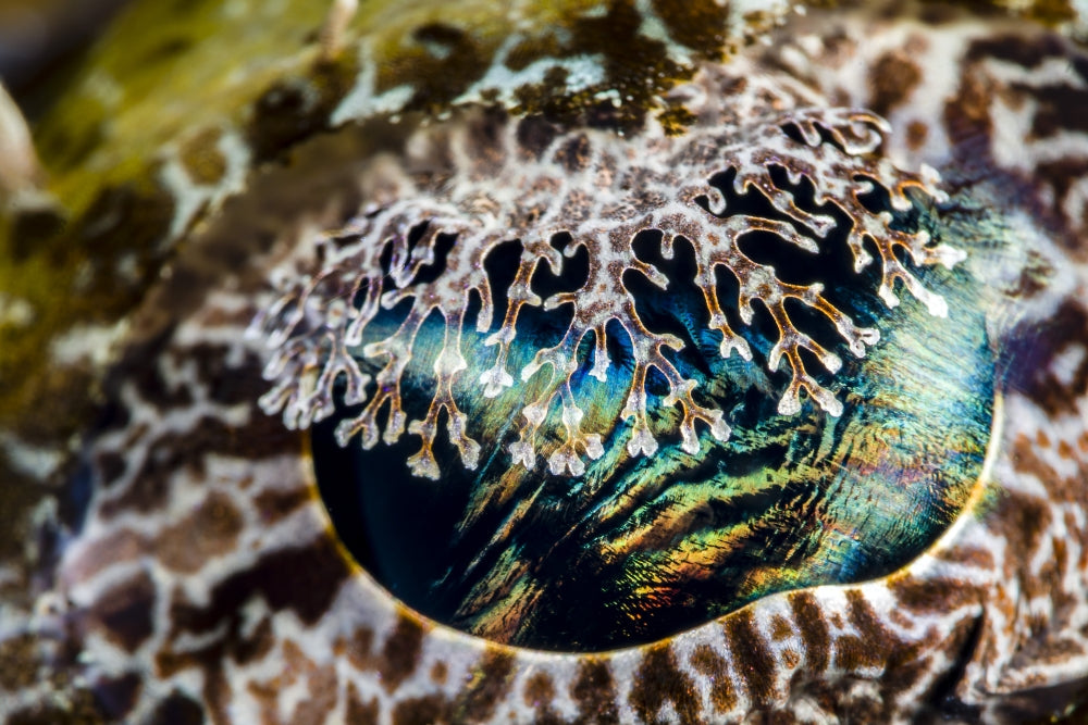 Eye detail of a crocodile flathead poster print from Papua New Guinea