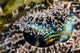 Eye detail of a crocodile flathead poster print from Papua New Guinea